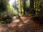 Le soleil de l'automne exalte les belles couleurs de la forêt